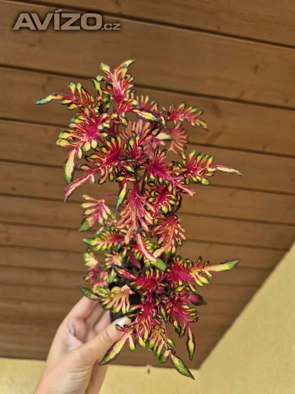 Foto inzerátu Coleus - Africká okrasná kopřiva