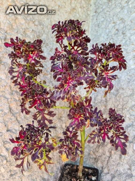 Foto inzerátu Coleus - Africká okrasná kopřiva