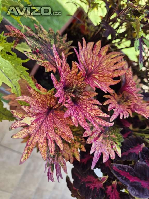 Foto inzerátu Coleus - Africká okrasná kopřiva