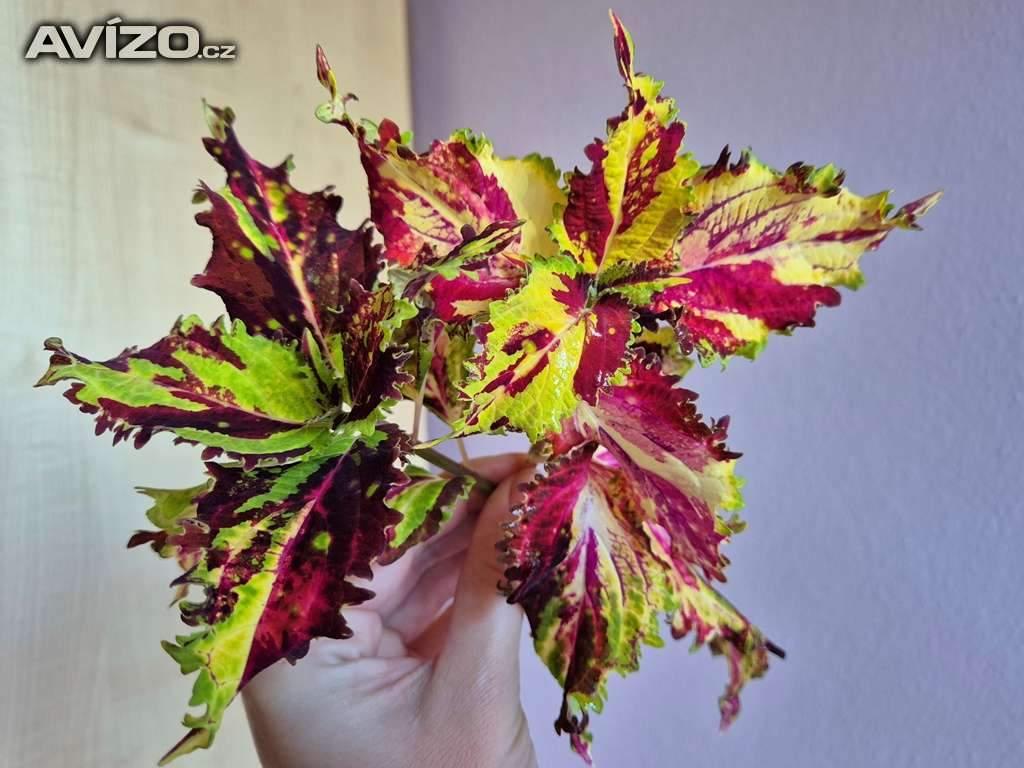 Foto inzerátu Coleus - Africká okrasná kopřiva