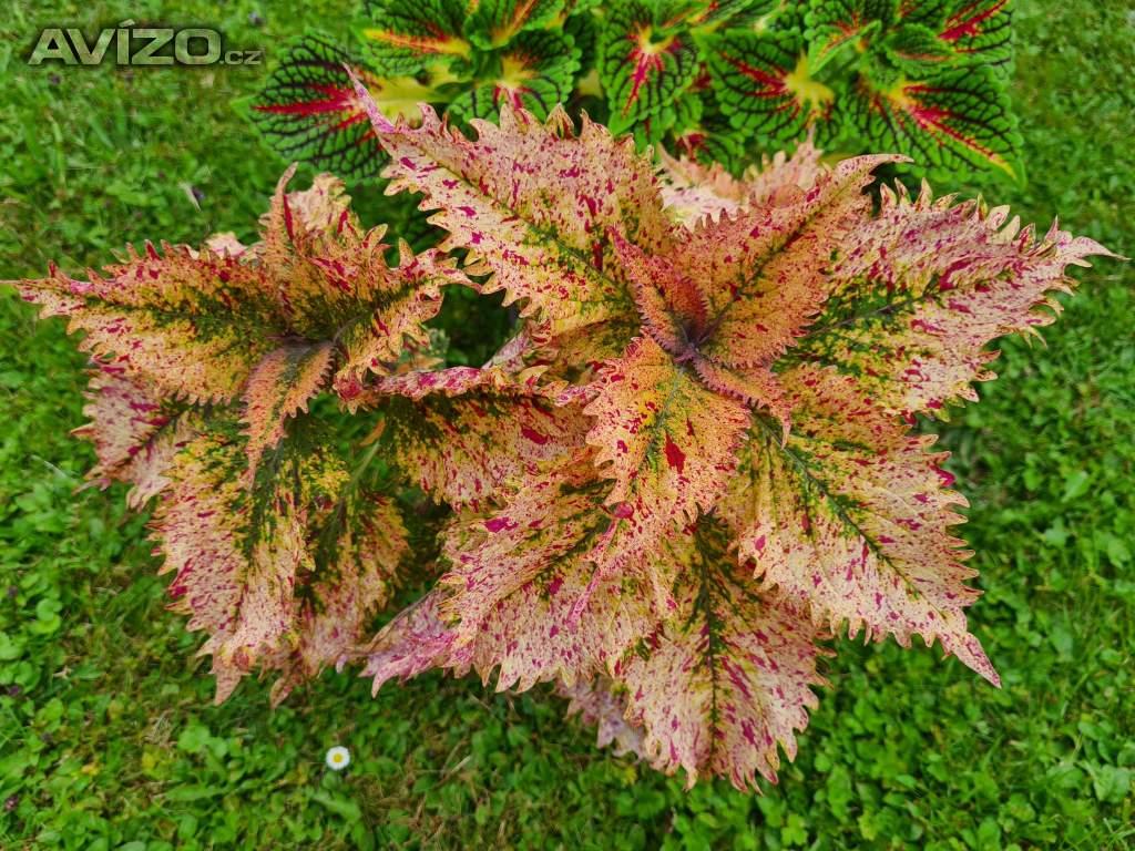 Foto inzerátu Coleus - Africká okrasná kopřiva