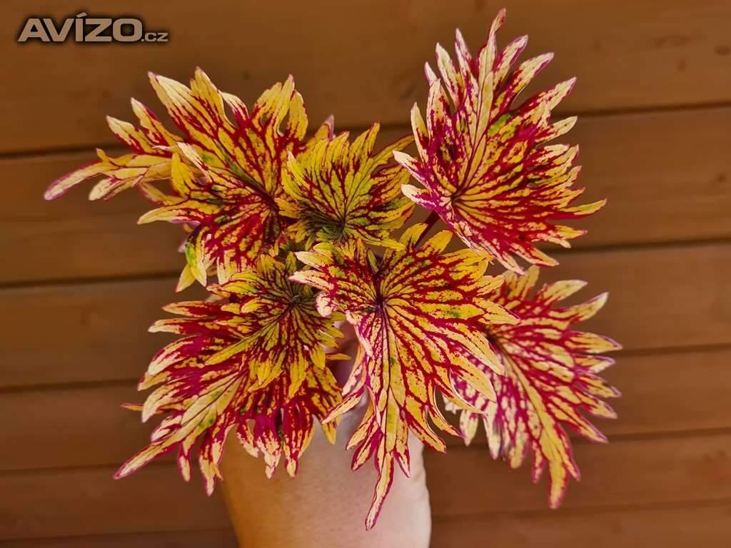 Foto inzerátu Coleus - Africká okrasná kopřiva