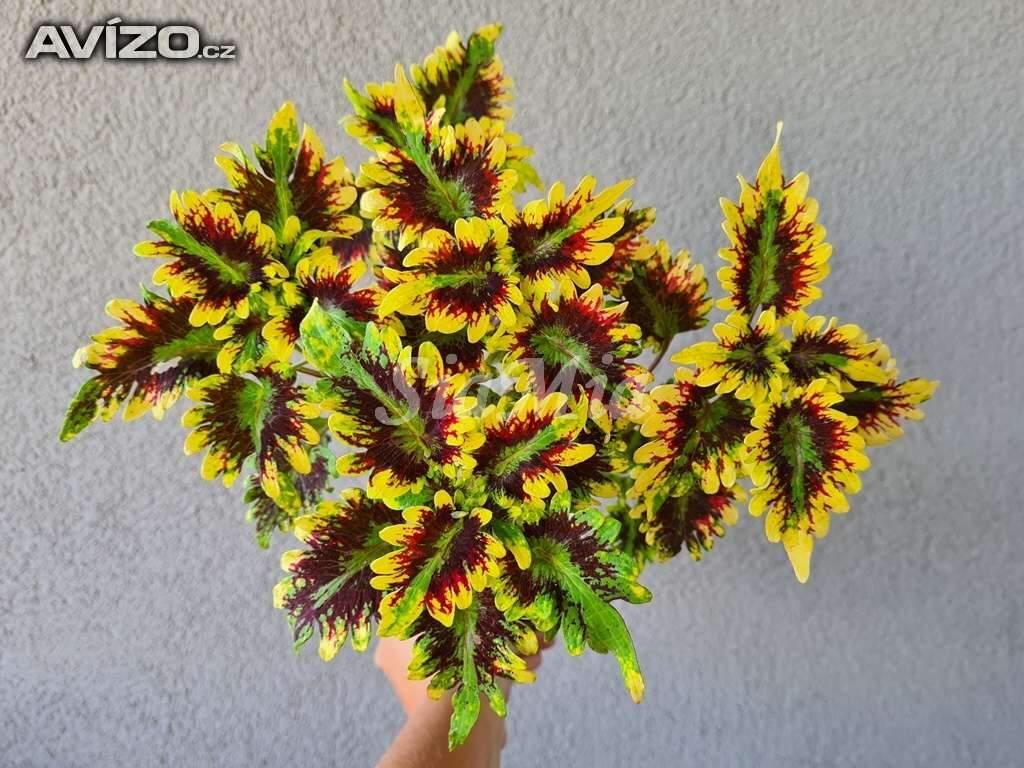 Foto inzerátu Coleus - Africká okrasná kopřiva
