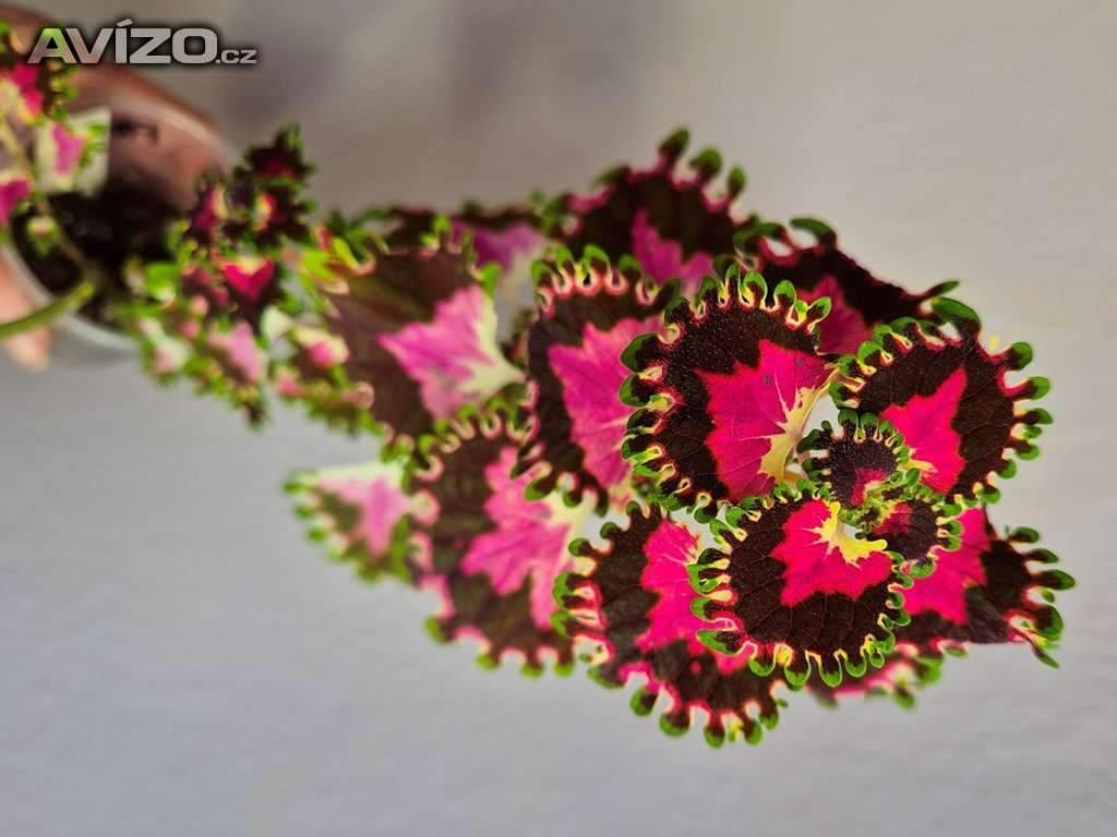 Foto inzerátu Coleus - Africká okrasná kopřiva