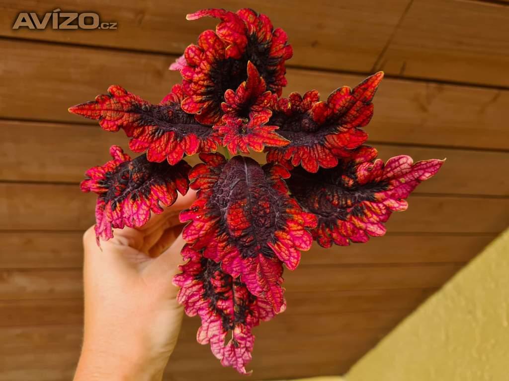 Foto inzerátu Coleus - Africká okrasná kopřiva