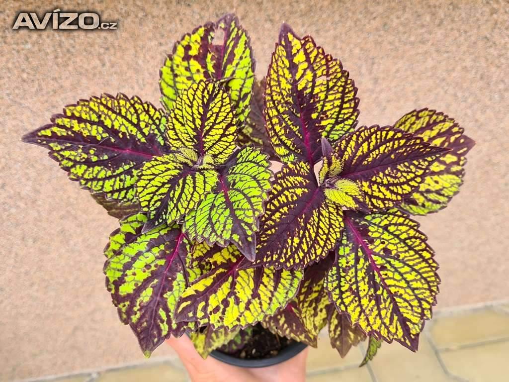 Foto inzerátu Coleus - Africká okrasná kopřiva