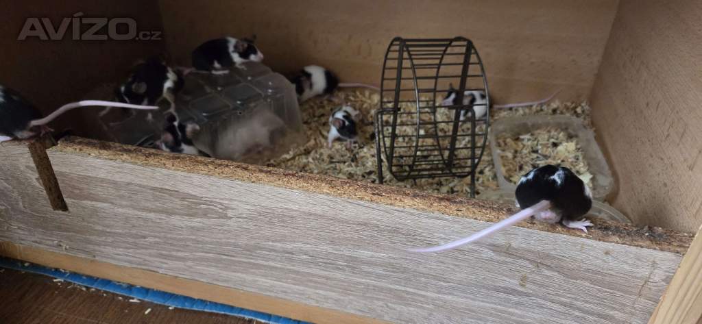 Foto inzerátu Bílé a barevné myši 