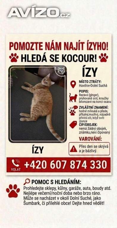 Foto inzerátu Hledá se kocourek ÍZY - Havířov