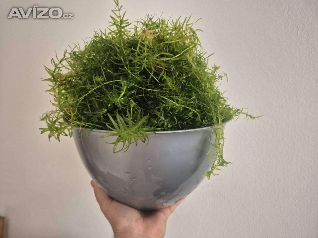 Foto inzerátu za 300 Kč Vodní mor kanadský (Eleodea canadensis)