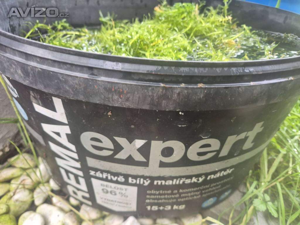 za 300 Kč Vodní mor kanadský (Eleodea canadensis)