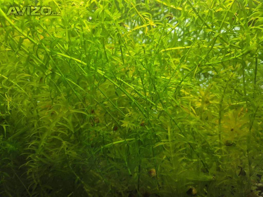 Foto inzerátu za 300 Kč Vodní mor kanadský (Eleodea canadensis)