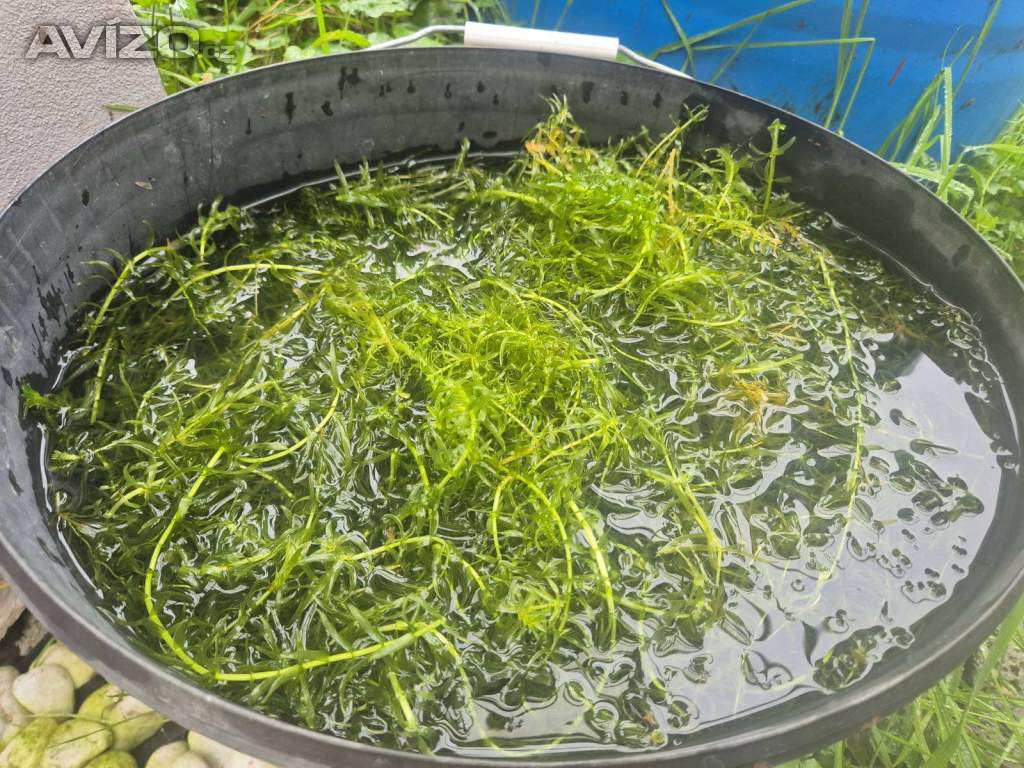 Foto inzerátu za 300 Kč Vodní mor kanadský (Eleodea canadensis)