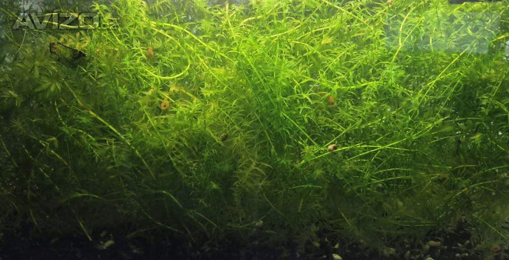 Foto inzerátu za 300 Kč Vodní mor kanadský (Eleodea canadensis)