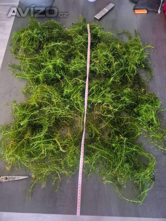 Foto inzerátu za 300 Kč Vodní mor kanadský (Eleodea canadensis)
