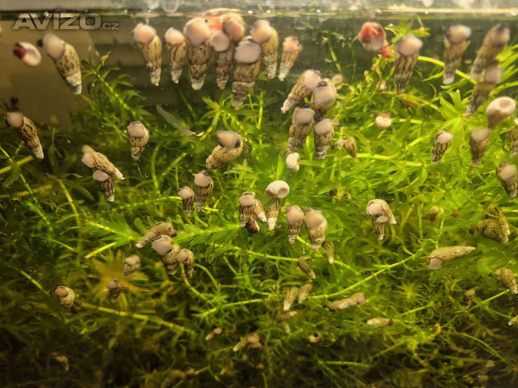 Foto inzerátu za 300 Kč Vodní mor kanadský (Eleodea canadensis)