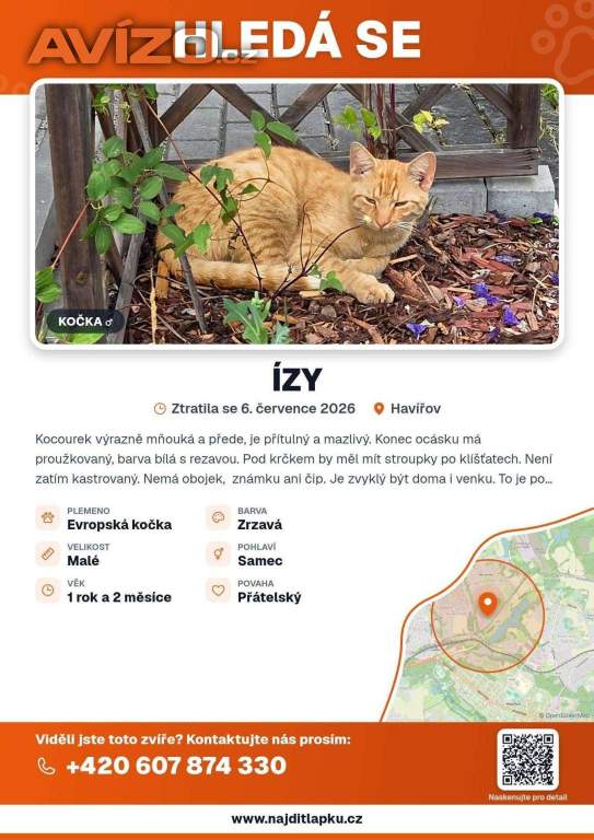 Foto inzerátu Hledá se kocourek ÍZY - Havířov