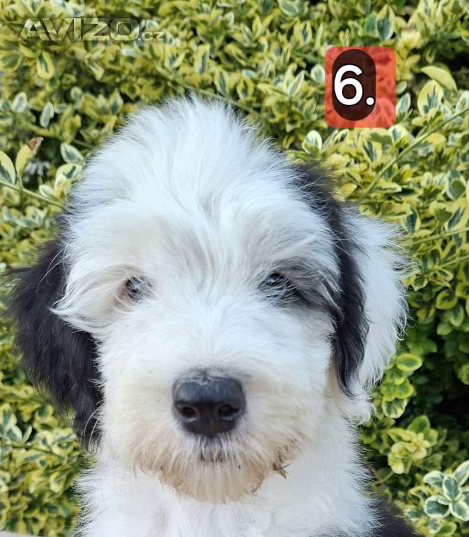Bobtail štěňata 