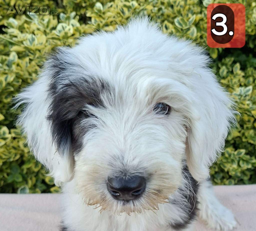Foto inzerátu Bobtail štěňata 