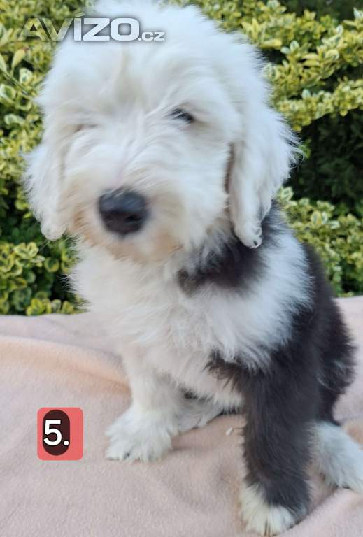 Foto inzerátu Bobtail štěňata 