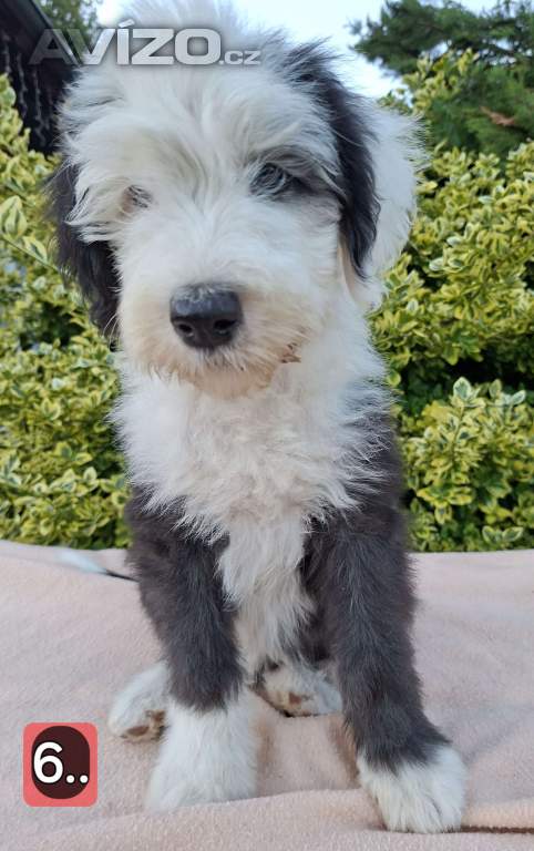 Foto inzerátu Bobtail štěňata 