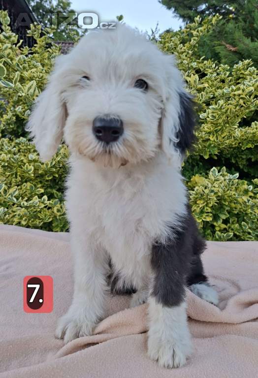 Foto inzerátu Bobtail štěňata 