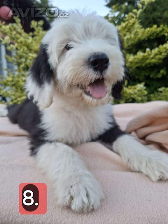 Foto inzerátu Bobtail štěňata 