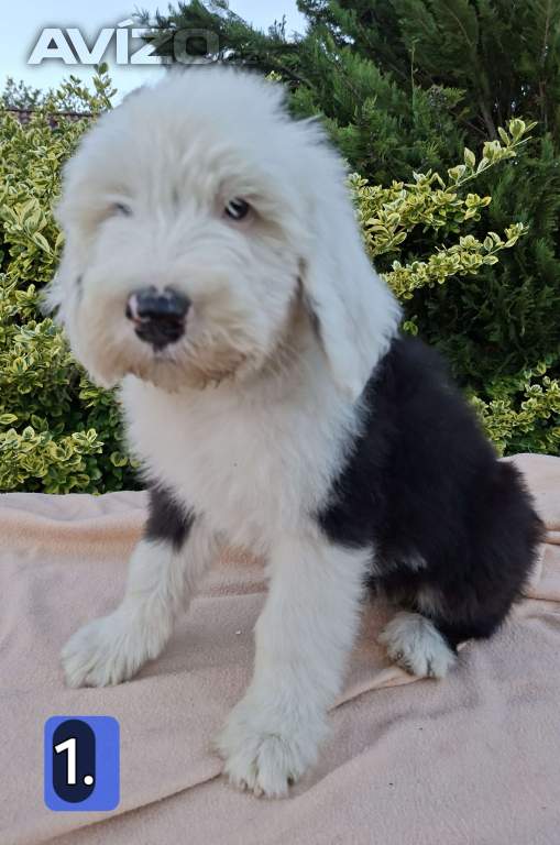 Foto inzerátu Bobtail štěňata 