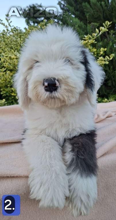 Foto inzerátu Bobtail štěňata 