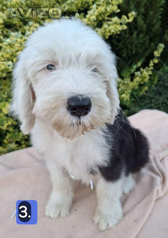 Foto inzerátu Bobtail štěňata 