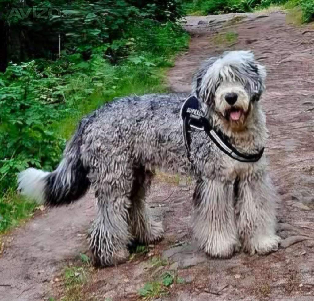 Foto inzerátu Bobtail štěňata 