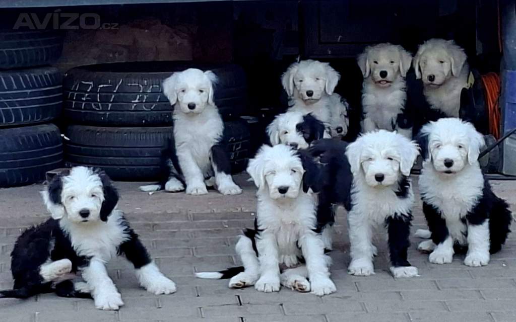 Foto inzerátu Bobtail štěňata 