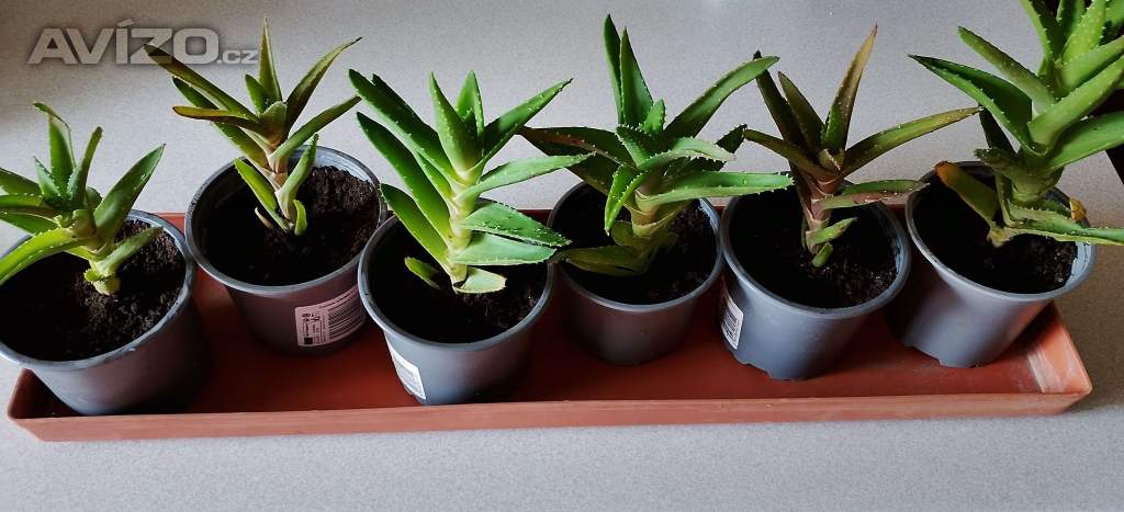 Okrasné aloe vera - rostlinky