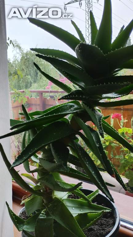 Foto inzerátu Okrasné aloe vera - rostlinky