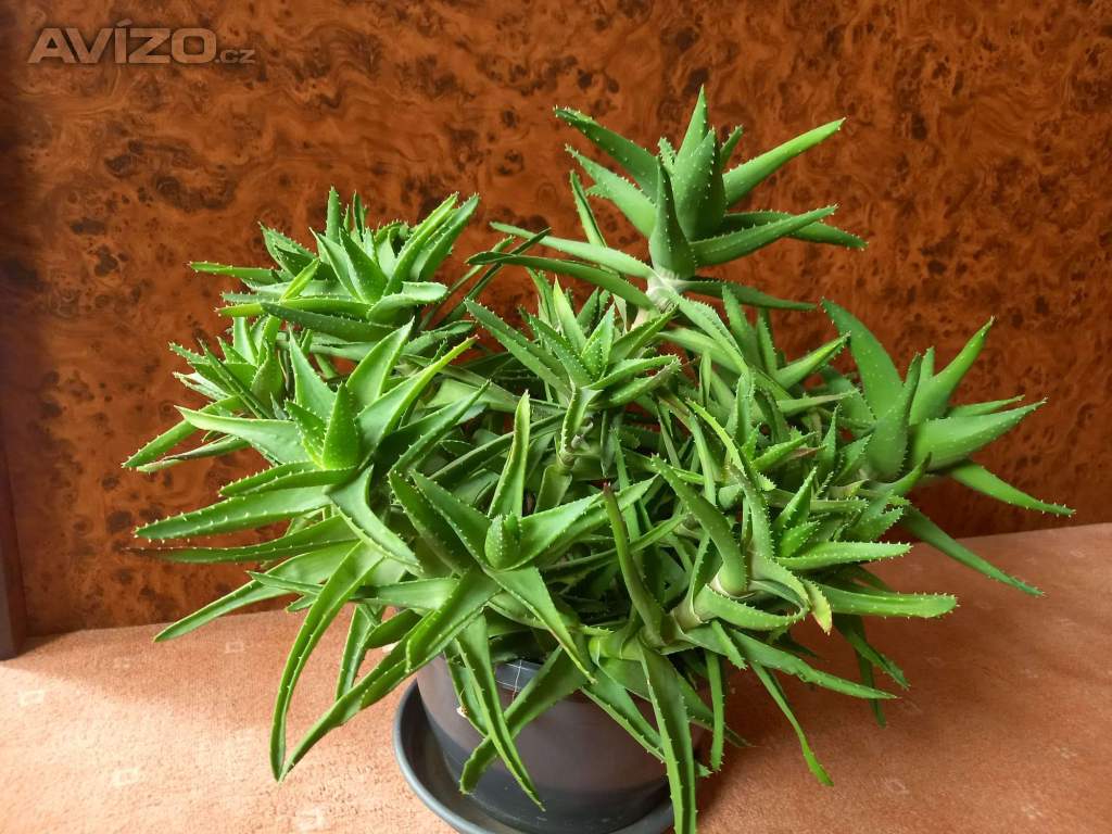 Foto inzerátu Okrasné aloe vera - rostlinky