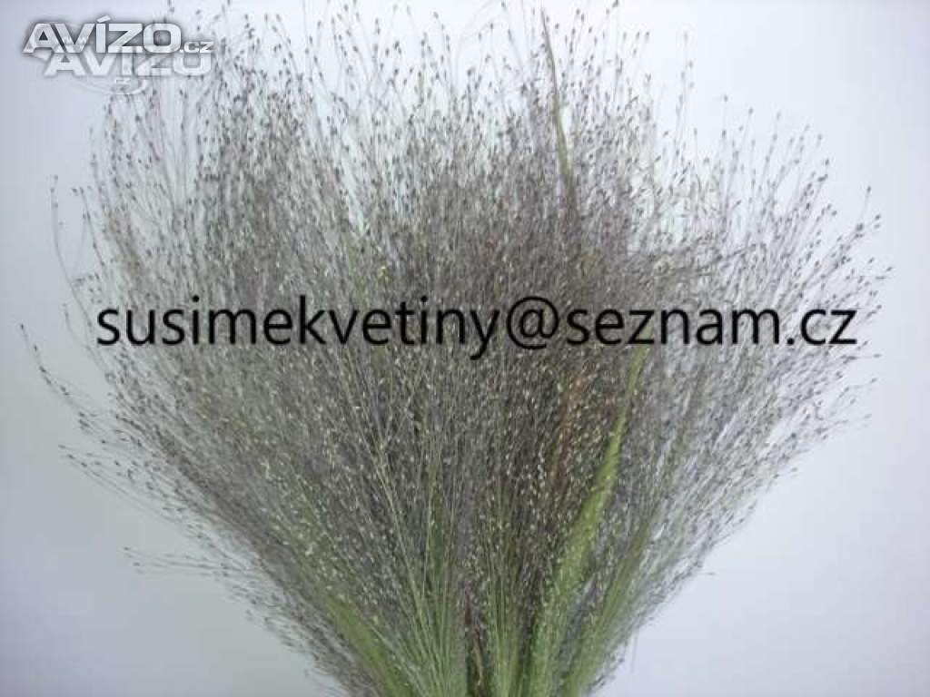 Foto inzerátu Velký výběr sušených květin - Slaměnky, Statice, Smilek, Len, Černucha,…