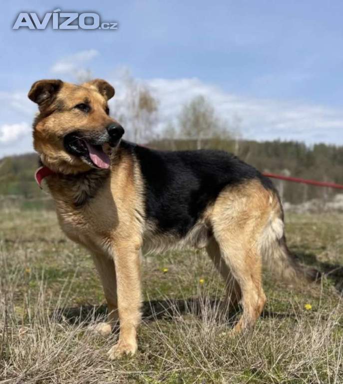 Foto inzerátu ENZO - psík 6 let 