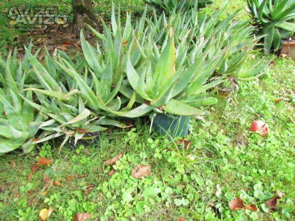 Prodám dospělé,velké  rostliny Aloe vera