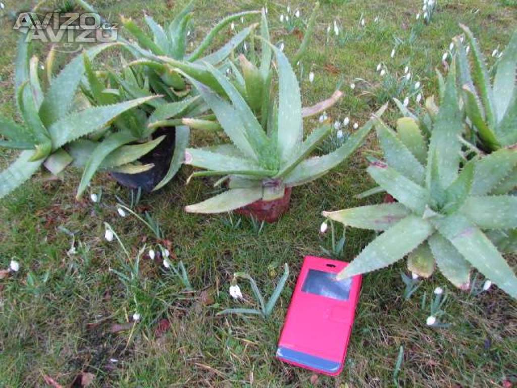 Foto inzerátu Prodám dospělé,velké  rostliny Aloe vera