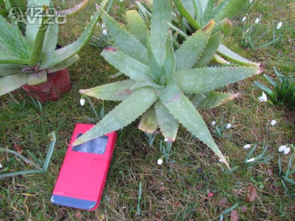 Foto inzerátu Prodám dospělé,velké  rostliny Aloe vera