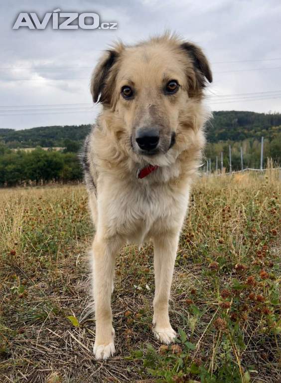 Foto inzerátu TONÍČEK - kastrovaný psík 3 roky 