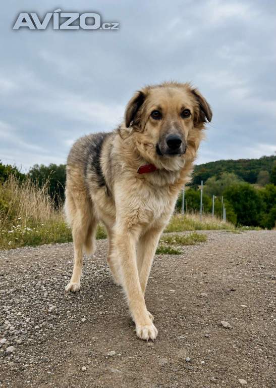 Foto inzerátu TONÍČEK - kastrovaný psík 3 roky 