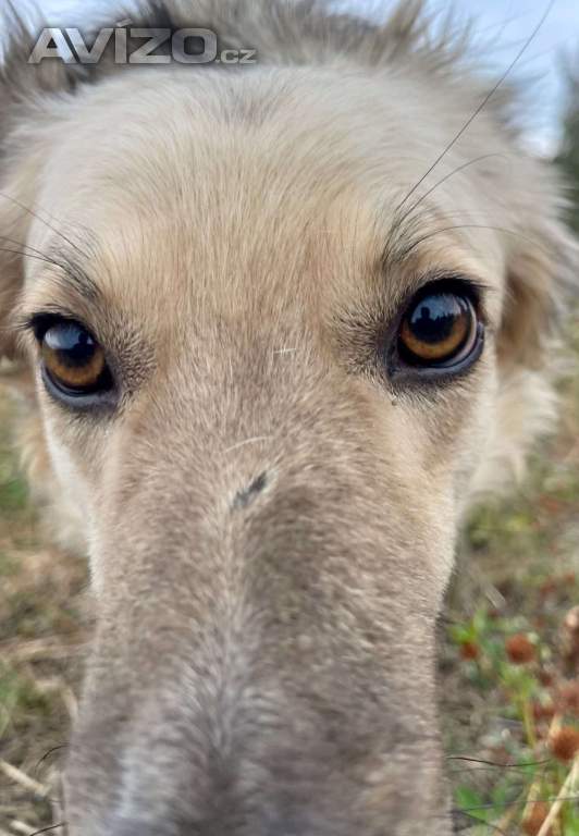 Foto inzerátu TONÍČEK - kastrovaný psík 3 roky 