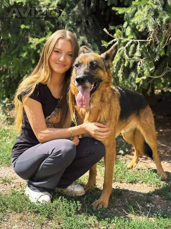 Foto inzerátu MAX - Ovčák - kastrovaný psík 7 let 
