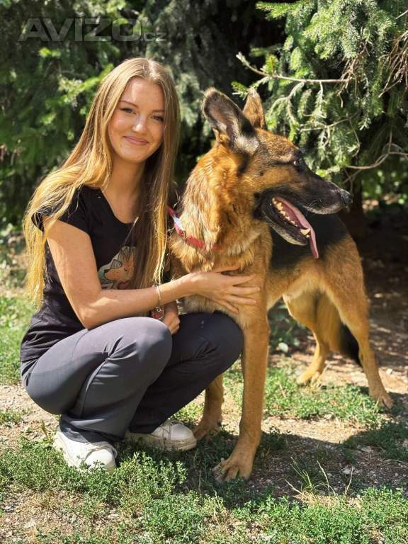 Foto inzerátu MAX - Ovčák - kastrovaný psík 7 let 