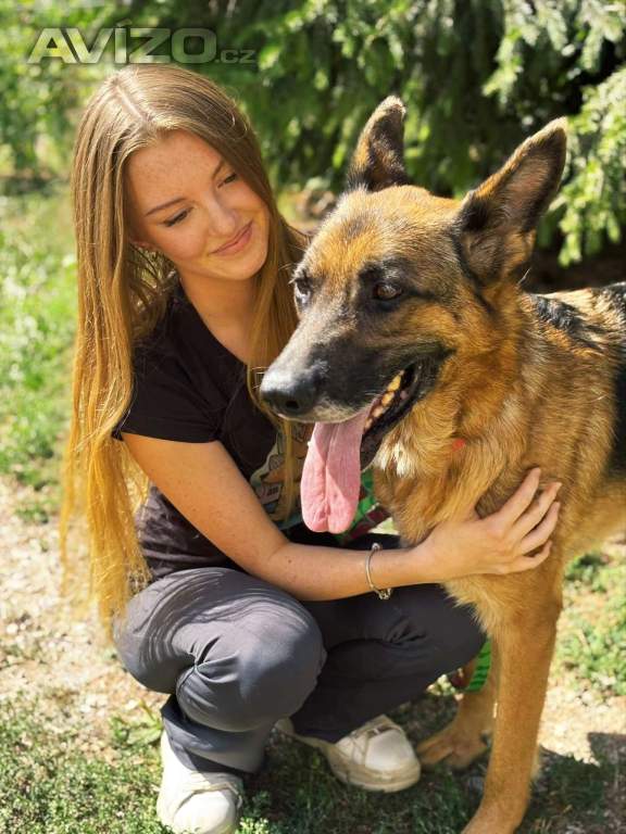 Foto inzerátu MAX - Ovčák - kastrovaný psík 7 let 