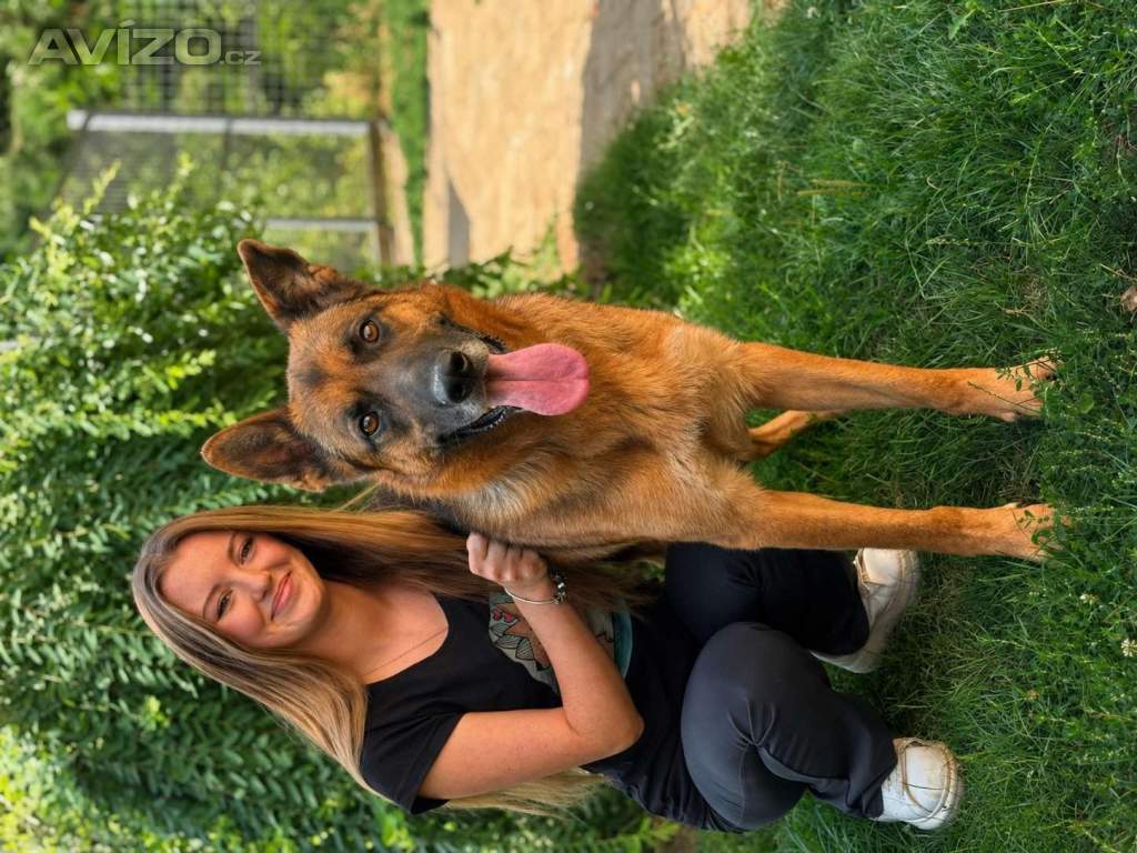 Foto inzerátu MAX - Ovčák - kastrovaný psík 7 let 