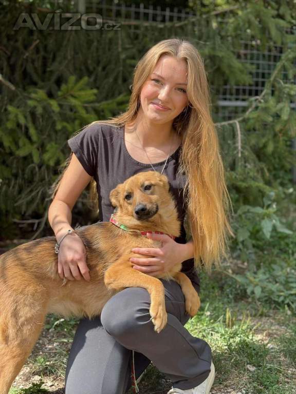 ABBYNKA - do 15 kg, kastrovaná fenečka 1 rok 