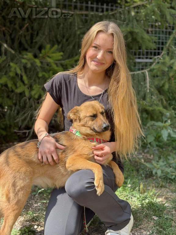 Foto inzerátu ABBYNKA - do 15 kg, kastrovaná fenečka 1 rok 