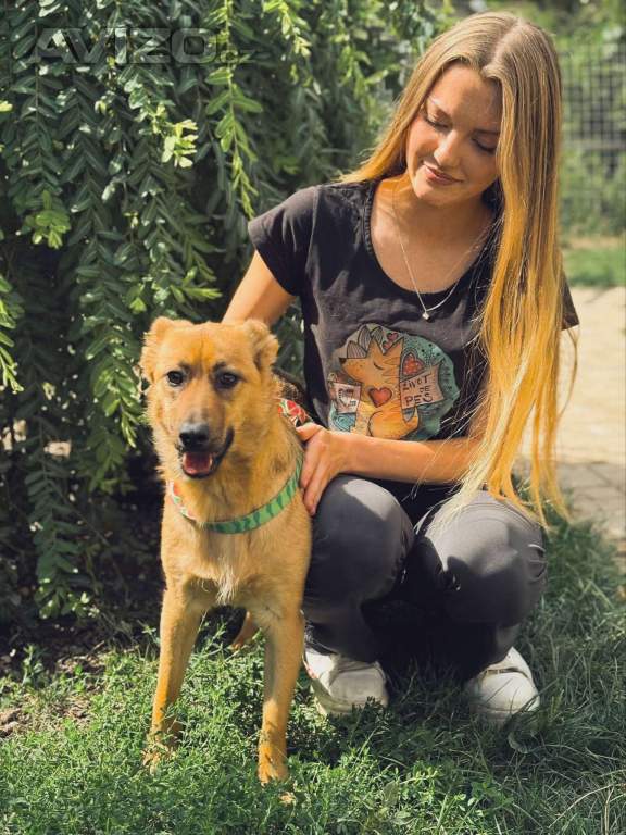 Foto inzerátu ABBYNKA - do 15 kg, kastrovaná fenečka 1 rok 