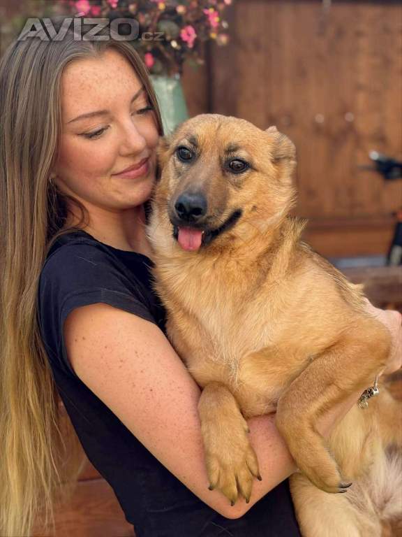 Foto inzerátu ABBYNKA - do 15 kg, kastrovaná fenečka 1 rok 